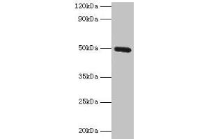 Western blot All lanes: CLEC18A antibody at 2 μg/mL + Mouse stomach tissue Secondary Goat polyclonal to rabbit IgG at 1/10000 dilution Predicted band size: 50, 12 kDa Observed band size: 50 kDa (CLEC18A anticorps  (AA 27-446))