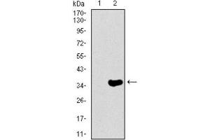 Western Blotting (WB) image for anti-Neurofilament, Heavy Polypeptide (NEFH) (AA 968-1020) antibody (ABIN1844517) (NEFH anticorps  (AA 968-1020))