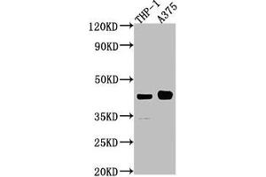 Western Blot Positive WB detected in: THP-1 whole cell lysate, A375 whole cell lysate All lanes: LRPAP1 antibody at 1:2000 Secondary Goat polyclonal to rabbit IgG at 1/50000 dilution Predicted band size: 42 kDa Observed band size: 42 kDa