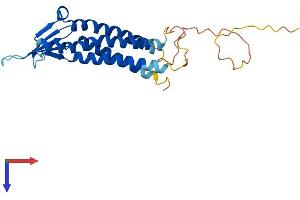 AlphaFold protein structure predicition of Mouse Recombinant Cldn12 Protein, UniprotID Q9ET43