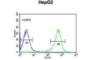 Flow cytometric analysis of HepG2 cells (right histogram) compared to a negative control cell (left histogram) using PYCR1  Antibody (C-term), followed by FITC-conjugated goat-anti-rabbit secondary antibodies. (PYCR1 anticorps  (C-Term))