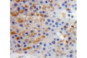 IHC-P analysis of Liver tissue, with DAB staining. (PTPRS anticorps  (AA 77-361))