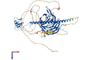 AlphaFold protein structure predicition of Mouse Recombinant Rfwd3 Protein, UniprotID Q8CIK8