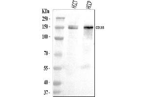 Western blot analysis of CD163 using anti-CD163 antibody (ABIN7602863).