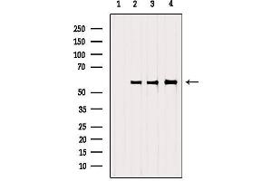 Western blot analysis of extracts from various samples, using SRP68 Antibody. (SRP68 anticorps  (C-Term))