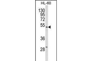 Western blot analysis of SELENBP1 Antibody (C-term) (ABIN652814 and ABIN2842531) in HL-60 cell line lysates (35 μg/lane). (SELENBP1 anticorps  (C-Term))
