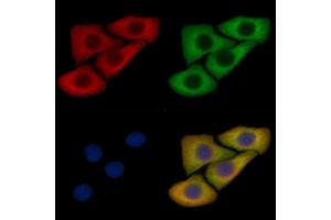 Phospho-Syntaxin 1A (Ser14) Mouse Monoclonal Antibody staining Hela cells by IF/ICC. (STX1A anticorps  (pSer14))