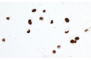 Immunocytochemistry (ICC) image for anti-Tripartite Motif Containing 28 (TRIM28) (Ser824) antibody (ABIN7454012) (Recombinant KAP1 anticorps  (Ser824))