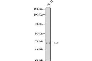 Western blot analysis of extracts of PC-12 cells, using p38 MAPK antibody (ABIN7268615) at 1:500 dilution.