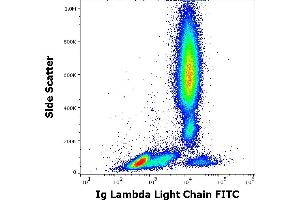 Flow cytometry surface staining pattern of human peripheral whole blood stained using anti-human Ig lambda light chain (4C2) FITC antibody (20 μL reagent / 100 μL of peripheral whole blood). (Lambda-IgLC anticorps  (FITC))