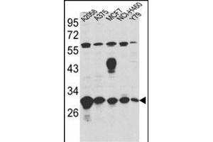 Western blot analysis of ERP29 Antibody (Center) (ABIN389440 and ABIN2839513) in ,,MCF7,NCI-,Y79 cell line lysates (35 μg/lane). (ERP29 anticorps  (AA 151-179))
