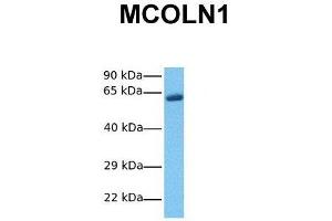 Host:  Rabbit  Target Name:  MCOLN1  Sample Tissue:  Human Fetal Lung  Antibody Dilution:  1.