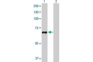 Western Blot analysis of ZNF37A expression in transfected 293T cell line by ZNF37A MaxPab polyclonal antibody. (ZNF37A anticorps  (AA 1-561))