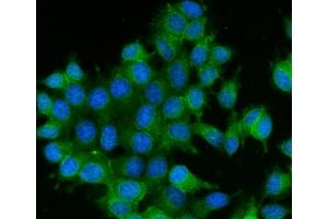 IF analysis of RAB13 using anti-RAB13 antibody (ABIN7600599). (RAB13 anticorps  (AA 21-200))