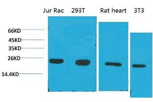 Western Blot (WB) analysis of 1) Jurkat, 2)293T, 3)Rat Liver Tissue, 4)3T3 with Cyclophilin B Mouse Monoclonal Antibody diluted at 1:2000.