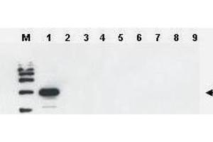 Western blot using  Affinity Purified anti-Yeast ULP-1 antibody was used to confirm the specificity of the antibody. (ULP1 anticorps)