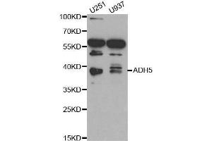 Western blot analysis of extracts of various cell lines, using ADH5 antibody. (ADH5 anticorps  (AA 1-374))