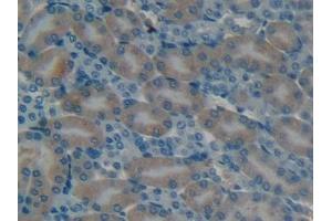 Detection of OC in Mouse Kidney Tissue using Polyclonal Antibody to Osteocalcin (OC) (Osteocalcin anticorps  (AA 14-95))