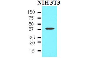 Western Blotting (WB) image for anti-Nanog Homeobox (NANOG) (AA 1-154) antibody (ABIN377226) (Nanog anticorps  (AA 1-154))
