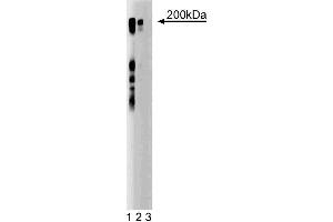 Western blot analysis of Thrombospondin-2 on a RSV-3T3 cell lysate.