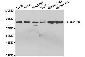 Western blot analysis of extracts of various cell lines, using ADAMTS4 antibody. (ADAMTS4 anticorps  (AA 52-315))