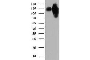 Image no. 1 for anti-Microtubule Associated Monoxygenase, Calponin and LIM Domain Containing 1 (MICAL1) antibody (ABIN1499461) (MICAL1 anticorps)