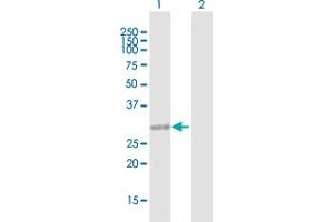 Western Blot analysis of CCDC148 expression in transfected 293T cell line by CCDC148 MaxPab polyclonal antibody.