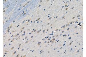 ABIN6264136 and ABIN6278994 at 1/100 staining Rat brain tissue by IHC-P. (PER1 anticorps  (N-Term))