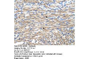 anti-Muscleblind-like Protein 1 (MBNL1) (Middle Region) antibody