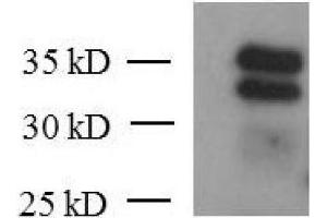 KLF6 mAb (Clone 2A2) tested by Western blot. (KLF6 anticorps  (AA 28-199))