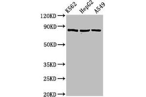 Western Blot Positive WB detected in: K562 whole cell lysate, HepG2 whole cell lysate, A549 whole cell lysate All lanes: HSP90AB1 antibody at 2 μg/mL Secondary Goat polyclonal to rabbit IgG at 1/50000 dilution Predicted band size: 84 kDa Observed band size: 84 kDa (HSP9AB1 (AA 150-355) anticorps)