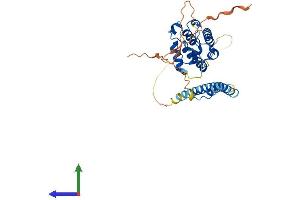 AlphaFold protein structure predicition of Human Recombinant MAPRE2 Protein, UniprotID Q15555