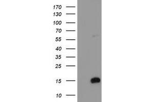 Image no. 1 for anti-FXYD Domain Containing Ion Transport Regulator 3 (FXYD3) antibody (ABIN1498342) (FXYD3 anticorps)