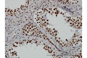 Immunoperoxidase of monoclonal antibody to TAF11 on formalin-fixed paraffin-embedded human testis.
