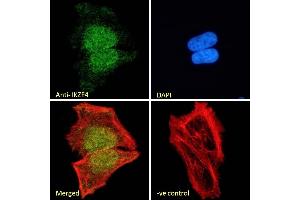 (ABIN570827) Immunofluorescence analysis of paraformaldehyde fixed HeLa cells, permeabilized with 0.