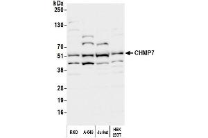 anti-CHMP Family, Member 7 (CHMP7) (AA 300-350) antibody
