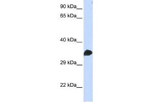 WB Suggested Anti-CDC2 Antibody Titration:  0. (CDK1 anticorps  (N-Term))