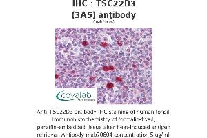 Image no. 2 for anti-TSC22 Domain Family, Member 3 (TSC22D3) (AA 1-98) antibody (ABIN1723461)