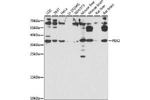 Western blot analysis of extracts of various cell lines, using PEX2 antibody (ABIN7269248) at 1:1000 dilution. (PEX2 anticorps  (AA 1-130))