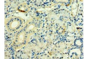 Immunohistochemistry of paraffin-embedded human pancreatic tissue using ABIN7171263 at dilution of 1:100 (STXBP3 anticorps  (AA 343-592))