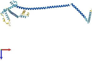 AlphaFold protein structure predicition of Mouse Recombinant Haus4 Protein, UniprotID Q8BFT2