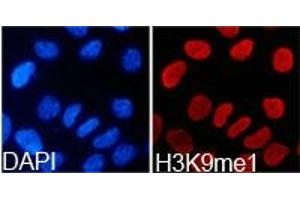Immunofluorescence analysis of 293T cell using H3K9me1 antibody. (Histone 3 anticorps  (H3K9me))