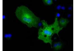 Immunofluorescence (IF) image for anti-Pyruvate Kinase, Liver and RBC (PKLR) antibody (ABIN1500248) (PKLR anticorps)