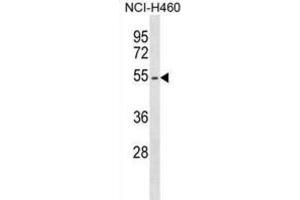 Western Blotting (WB) image for anti-Erythropoietin Receptor (EPOR) antibody (ABIN2998915) (EPOR anticorps)