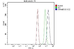 Flow Cytometry analysis of NRK cells using anti-YWHAE antibody (ABIN7599165). (YWHAE anticorps  (AA 1-255))