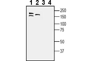 anti-Sortilin-Related VPS10 Domain Containing Receptor 1 (SORCS1) (AA 353-367), (Extracellular) antibody