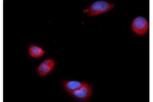 Immunofluorescence (IF) image for anti-Annexin A3 (ANXA3) (AA 1-323) antibody (APC) (ABIN5564824)