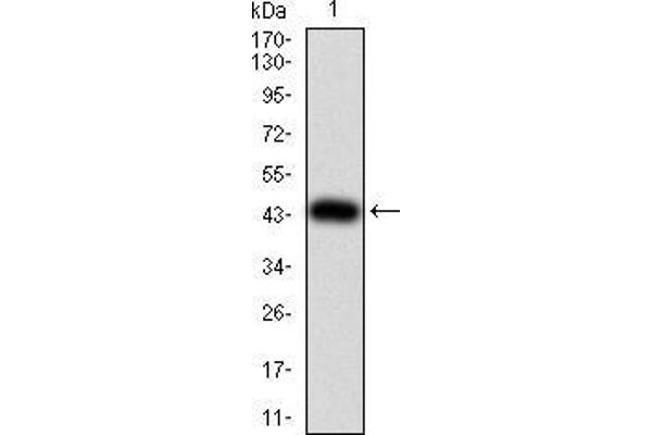 TWIST2 anticorps  (AA 1-160)