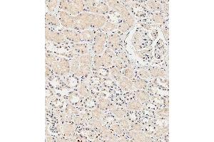 Immunohistochemical analysis of paraffin-embedded Human kidney tissue using A performed on the Leica® BOND RXm.