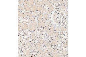 Immunohistochemical analysis of paraffin-embedded Human kidney tissue using A performed on the Leica® BOND RXm.